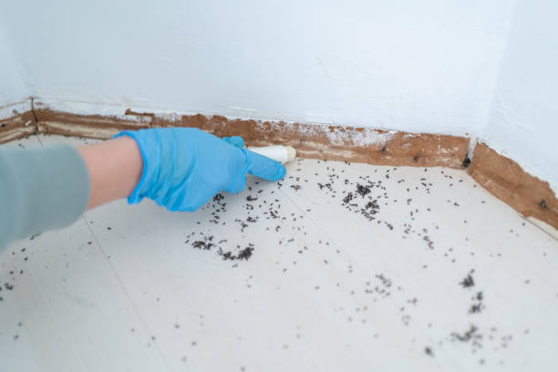 Best Emergency Pest Control  in San Carlos, TX